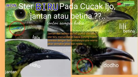 Pencegahan Infeksi Ster Biru pada Cucak Ijo Muda